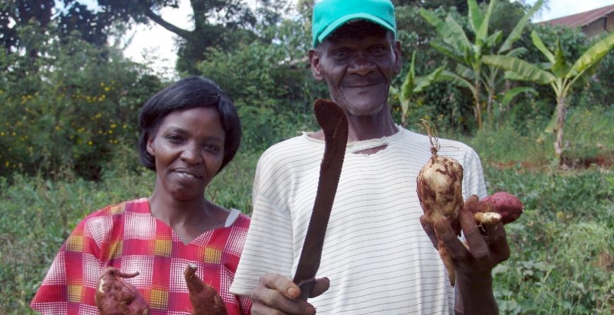 sweet-potatoes-save-a-village