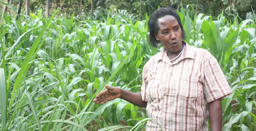 farming-in-small-parcels-of-land