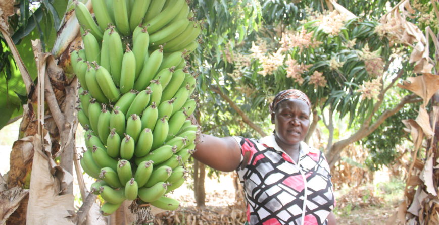 making-farming-climate-resilient-for-food-and-income-security