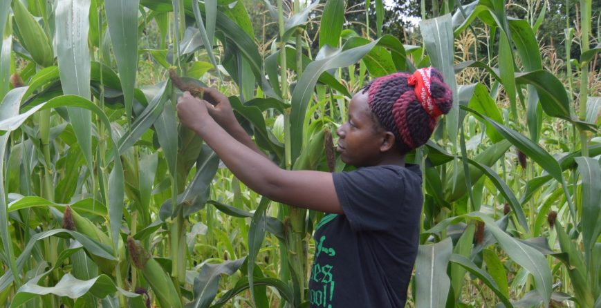 new-farming-skills-increase-yields-no-turning-back